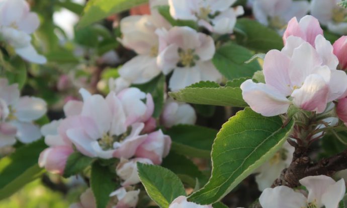 appelblom